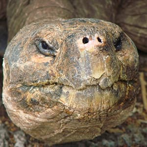 Ultimate South America with Galapagos Cruise