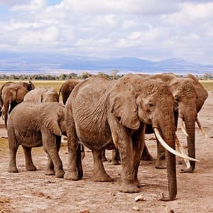 South Africa: From the Cape to Kruger