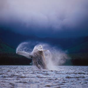 Grand Western Canada Vacation with Alaska Cruise