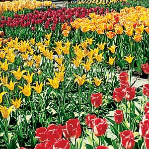 Holland, Luxembourg & Belgium