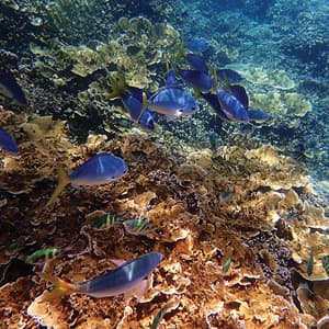 Independent Great Barrier Reef & Sydney with Fiji