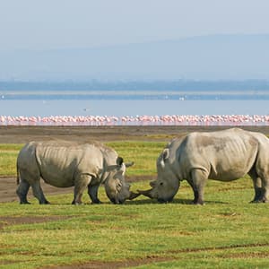 Kenya Private Safari
