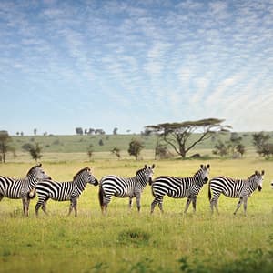 Tanzania Private Safari with Zanzibar