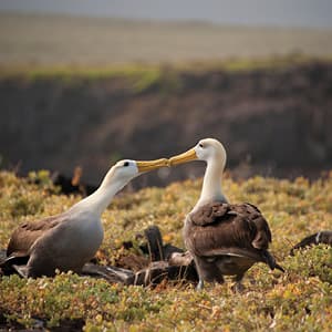 Independent Galapagos at the Finch Bay Resort