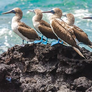 Independent Galapagos at the Finch Bay Resort with Ecuador's Amazon