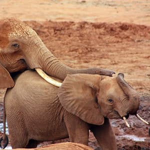 Kenya: A Classic Safari with Nairobi